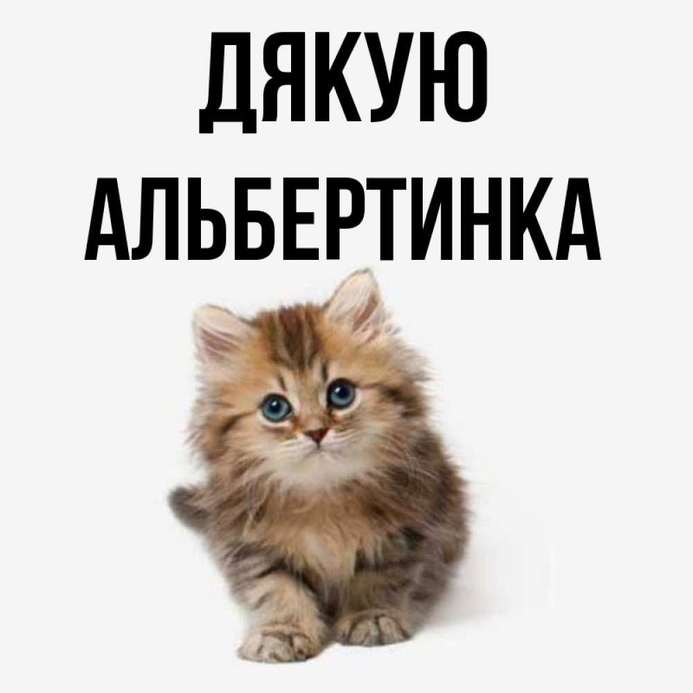 Открытка на каждый день з підписом, Альбертинка Дякую пушистый котик Прикольна листівка з побажанням онлайн скачати безкоштовно 
