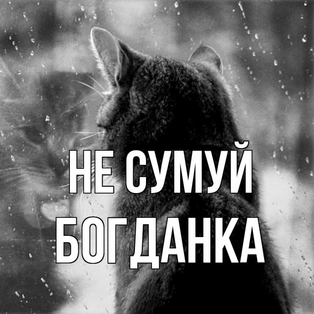 Открытка на каждый день з підписом, Богданка Не сумуй отражение кота 1 Прикольна листівка з побажанням онлайн скачати безкоштовно 