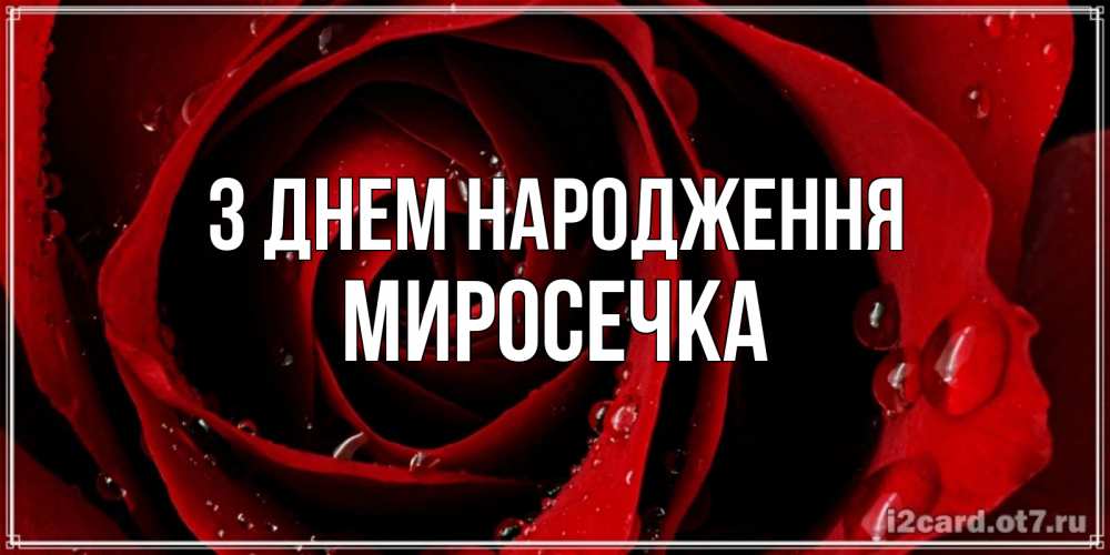 Открытка на каждый день з підписом, Миросечка З Днем народження крупная бордовая роза Прикольна листівка з побажанням онлайн скачати безкоштовно 