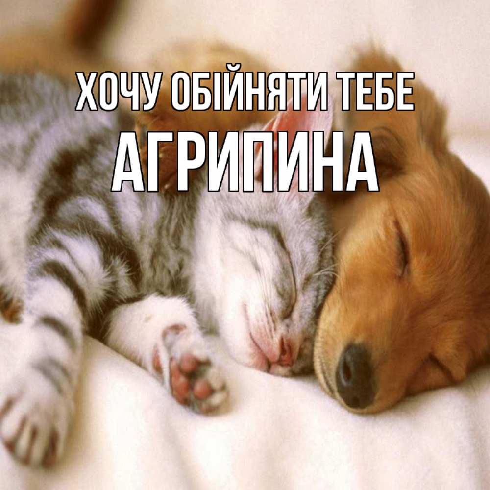 Открытка на каждый день з підписом, Агрипина Хочу обійняти тебе пес и котенок Прикольна листівка з побажанням онлайн скачати безкоштовно 