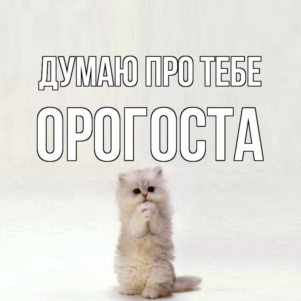 Открытка на каждый день з підписом, Орогоста Думаю про тебе кот стоит на задних лапах Прикольна листівка з побажанням онлайн скачати безкоштовно 
