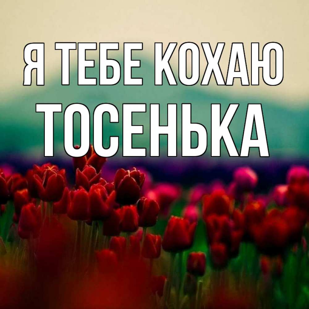 Открытка на каждый день з підписом, Тосенька Я тебе кохаю тюльпаны 4 Прикольна листівка з побажанням онлайн скачати безкоштовно 