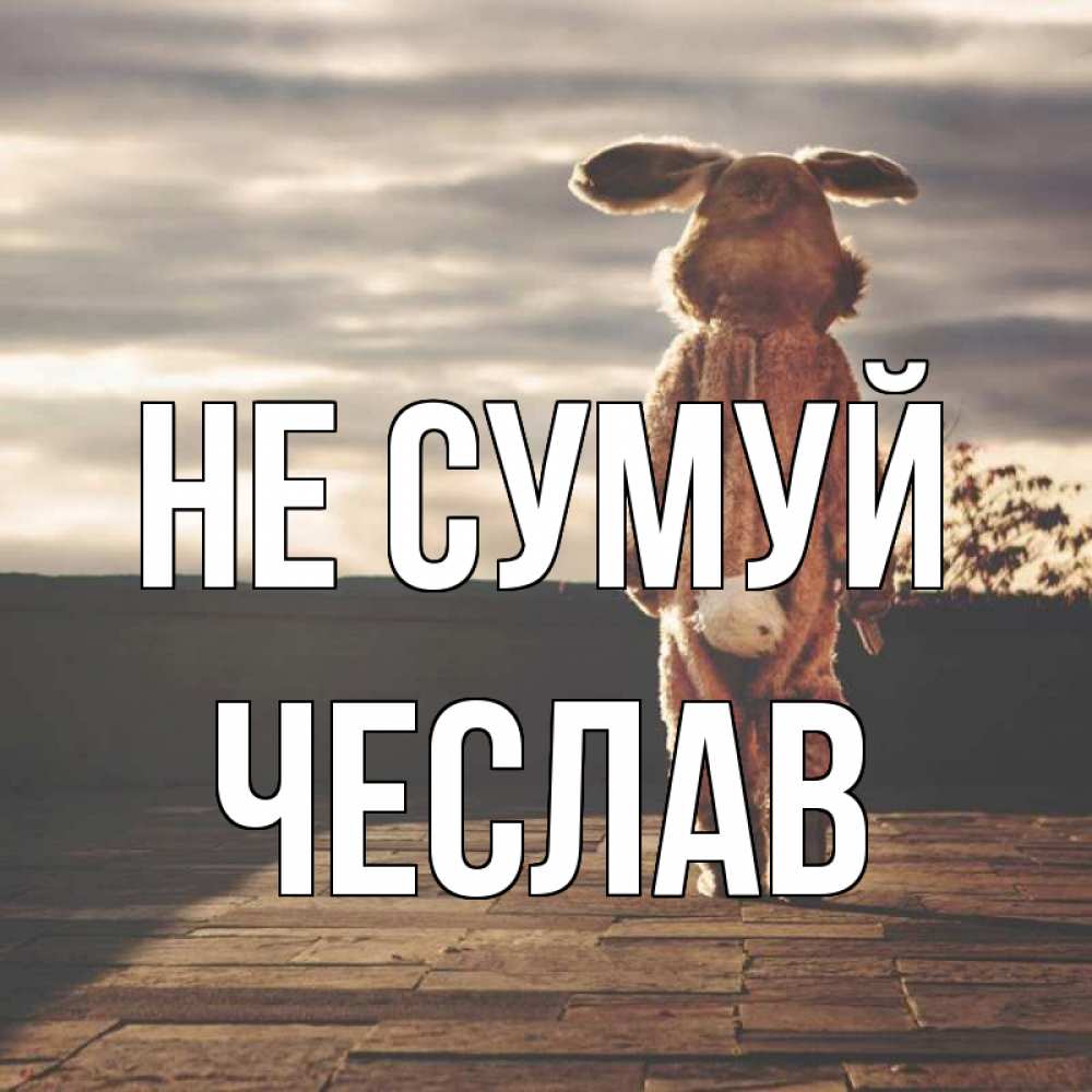 Открытка на каждый день з підписом, Чеслав Не сумуй со спины Прикольна листівка з побажанням онлайн скачати безкоштовно 