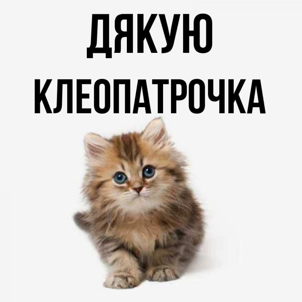 Открытка на каждый день з підписом, Клеопатрочка Дякую пушистый котик Прикольна листівка з побажанням онлайн скачати безкоштовно 