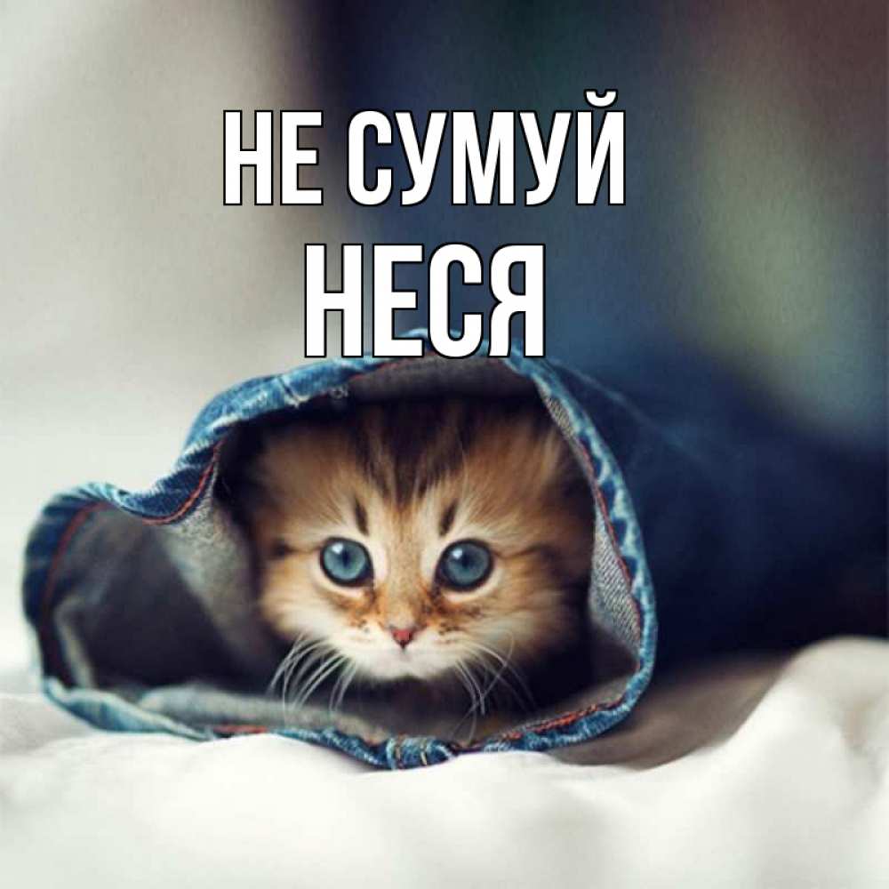 Открытка на каждый день з підписом, Неся Не сумуй рыжик котик Прикольна листівка з побажанням онлайн скачати безкоштовно 