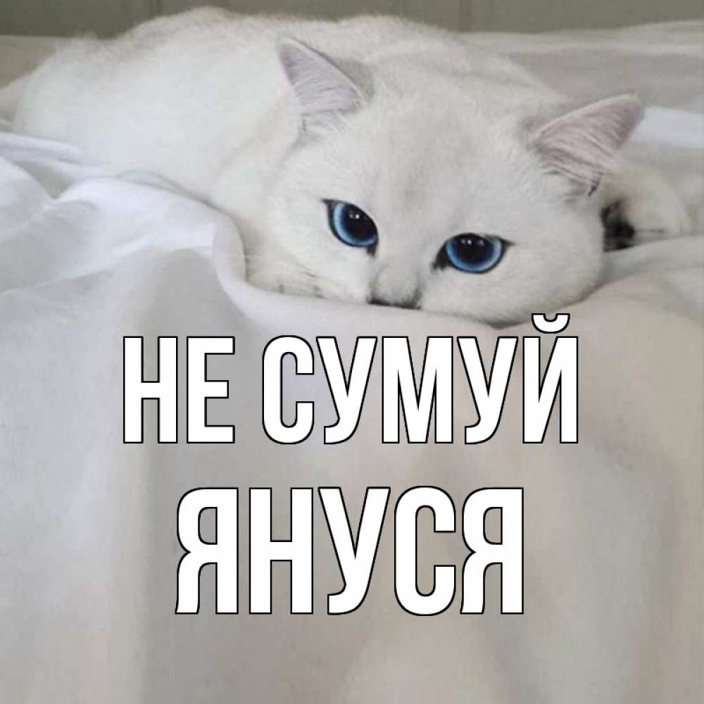 Открытка на каждый день з підписом, Януся Не сумуй белый кот с голубыми глазами на белоснежной кровати Прикольна листівка з побажанням онлайн скачати безкоштовно 