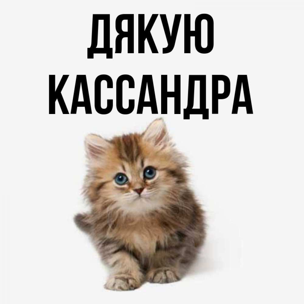 Открытка на каждый день з підписом, Кассандра Дякую пушистый котик Прикольна листівка з побажанням онлайн скачати безкоштовно 