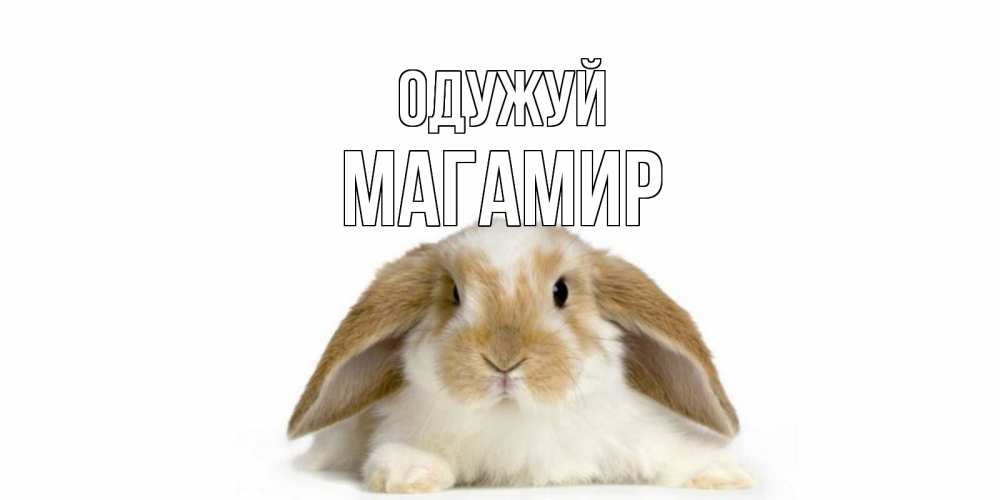 Открытка на каждый день з підписом, Магамир Одужуй вислоухий кролик белого и коричневого цвета Прикольна листівка з побажанням онлайн скачати безкоштовно 