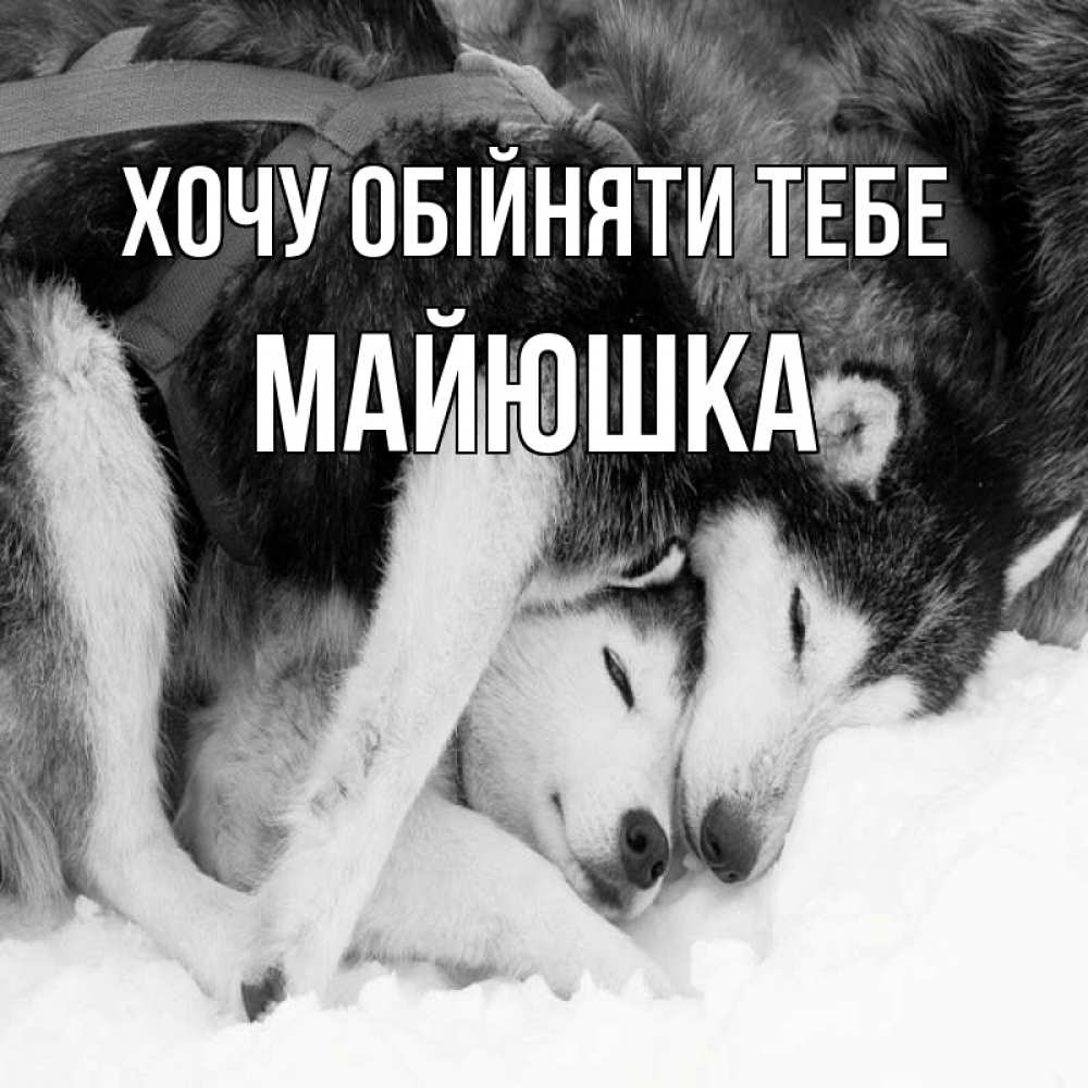 Открытка на каждый день з підписом, Майюшка Хочу обійняти тебе собачки в упряжке Прикольна листівка з побажанням онлайн скачати безкоштовно 