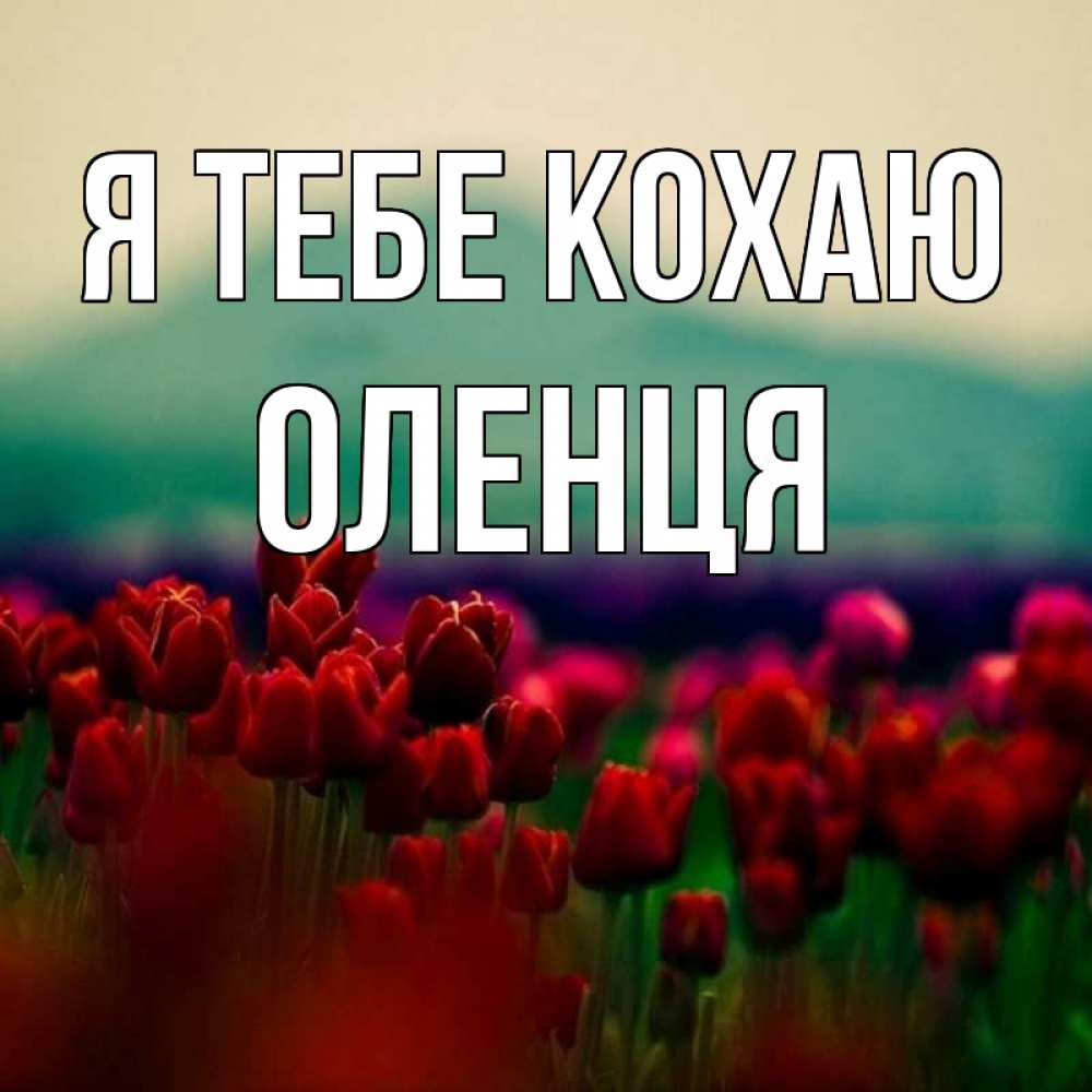 Открытка на каждый день з підписом, Оленця Я тебе кохаю тюльпаны 4 Прикольна листівка з побажанням онлайн скачати безкоштовно 
