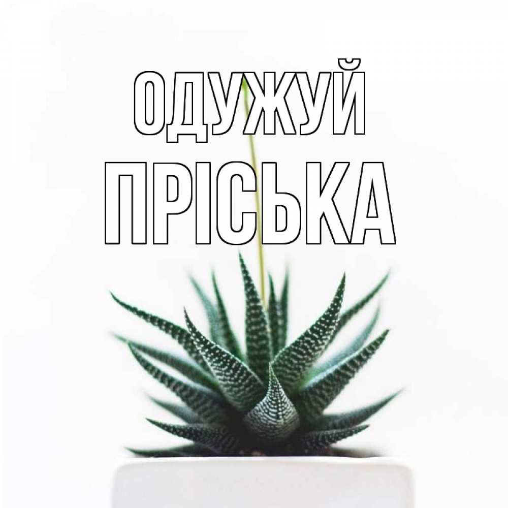 Открытка на каждый день з підписом, Пріська Одужуй короче это непонятная колючка Прикольна листівка з побажанням онлайн скачати безкоштовно 