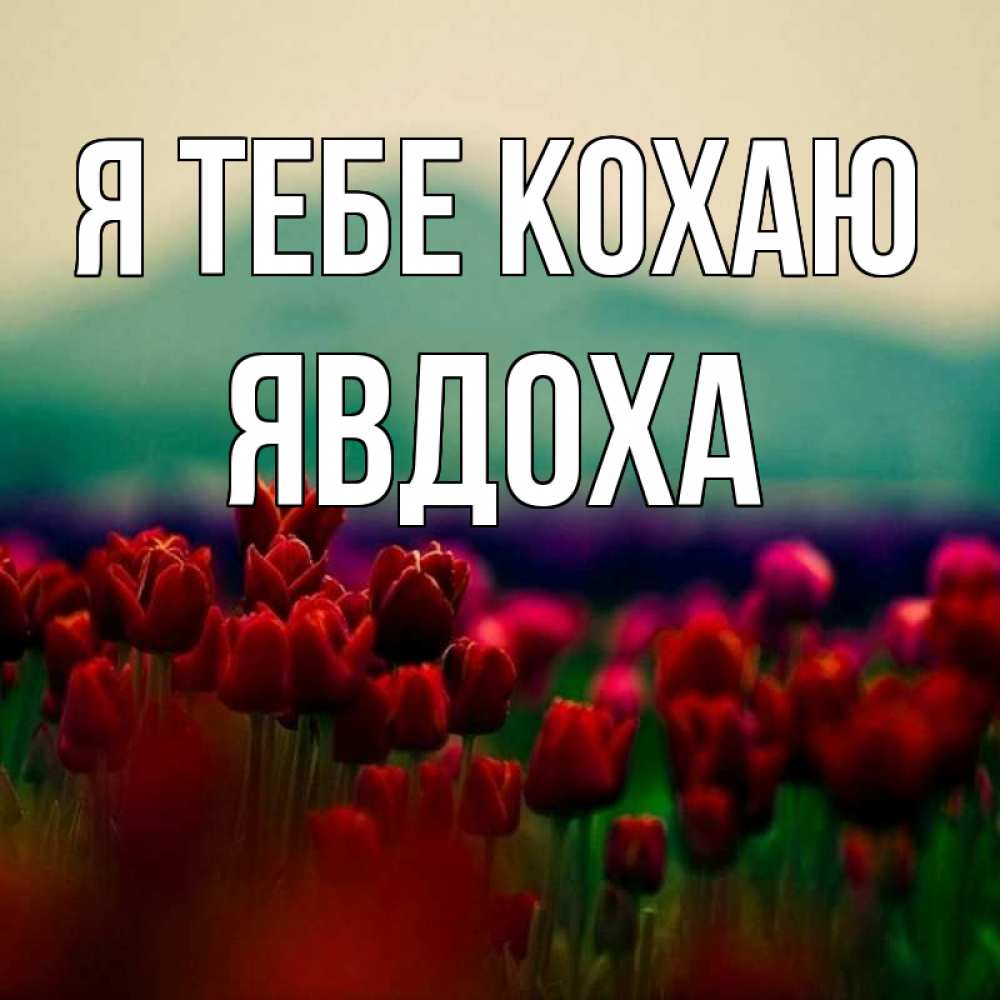 Открытка на каждый день з підписом, Явдоха Я тебе кохаю тюльпаны 4 Прикольна листівка з побажанням онлайн скачати безкоштовно 