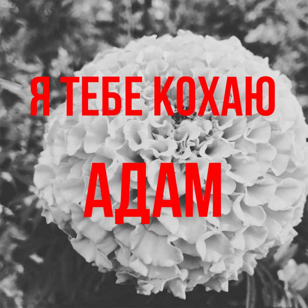 Открытка на каждый день з підписом, Адам Я тебе кохаю подпись Прикольна листівка з побажанням онлайн скачати безкоштовно 