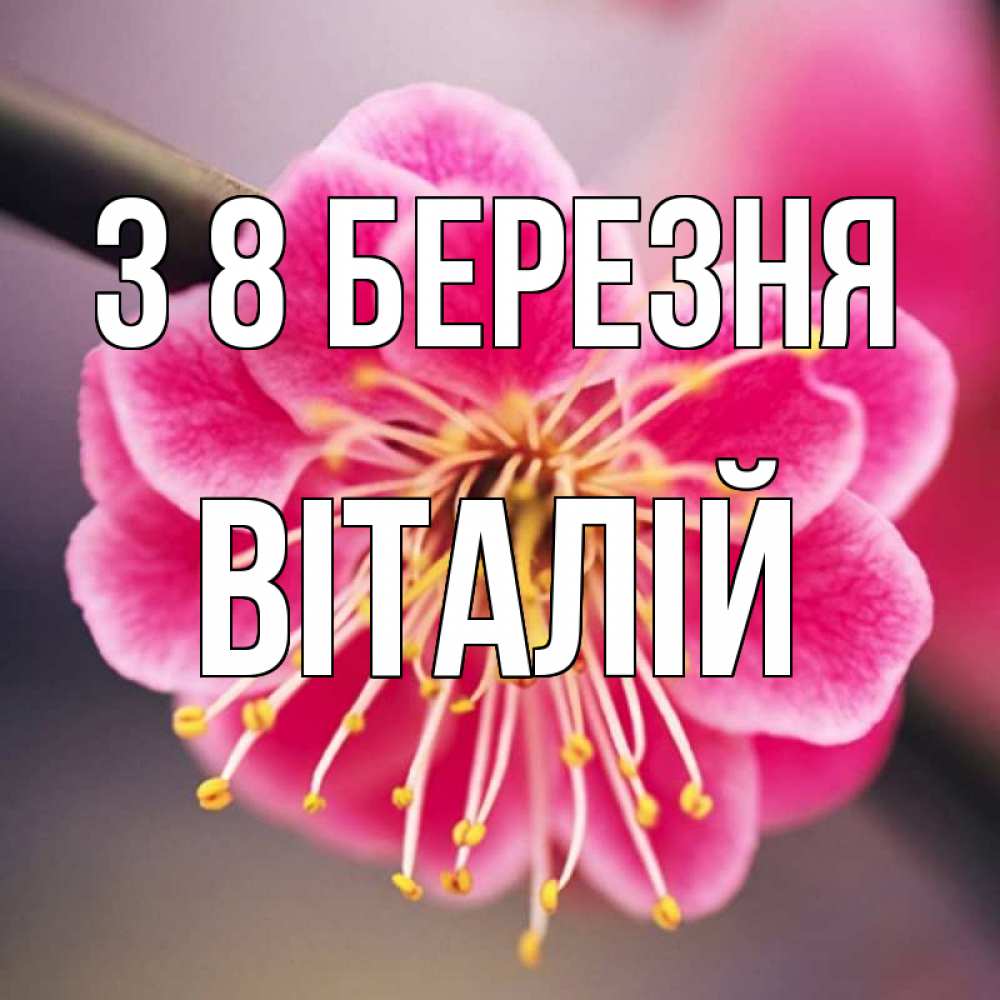 Открытка на каждый день з підписом, Віталій З 8 БЕРЕЗНЯ цветы Прикольна листівка з побажанням онлайн скачати безкоштовно 