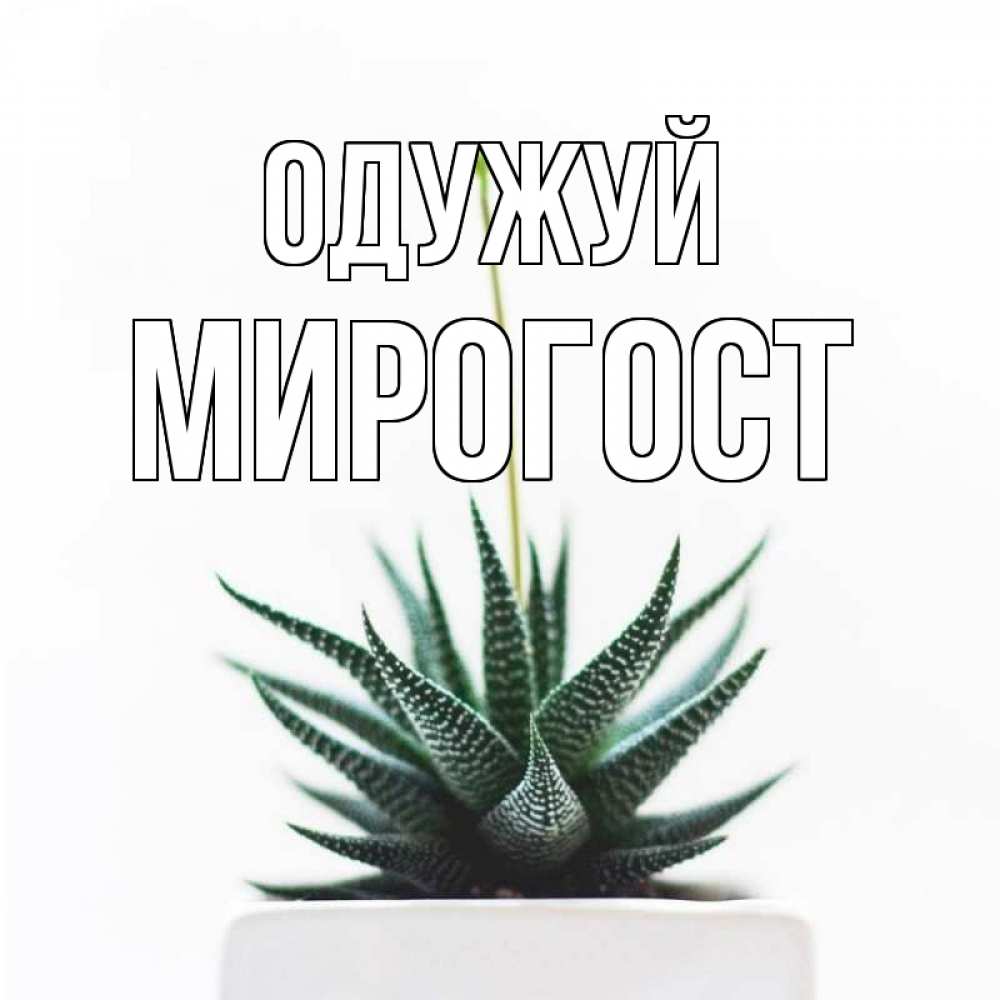 Открытка на каждый день з підписом, Мирогост Одужуй короче это непонятная колючка Прикольна листівка з побажанням онлайн скачати безкоштовно 