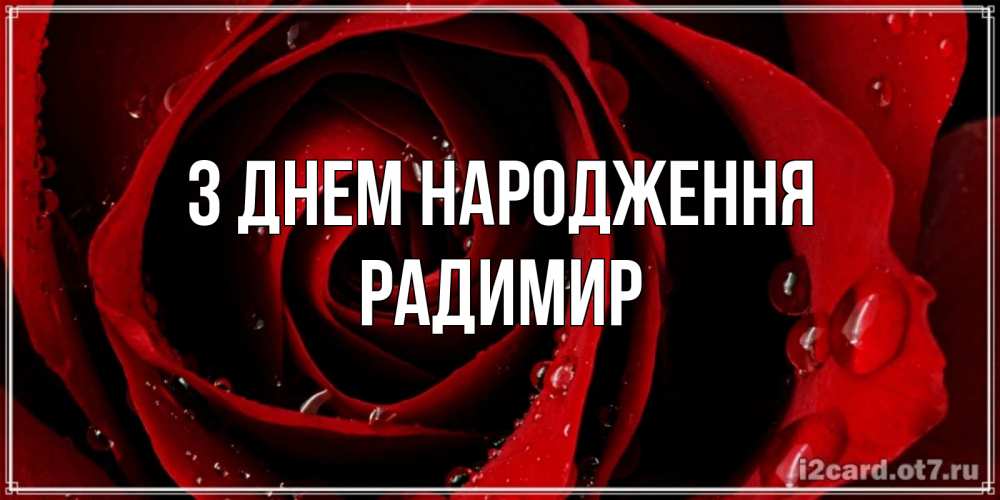 Открытка на каждый день з підписом, Радимир З Днем народження крупная бордовая роза Прикольна листівка з побажанням онлайн скачати безкоштовно 
