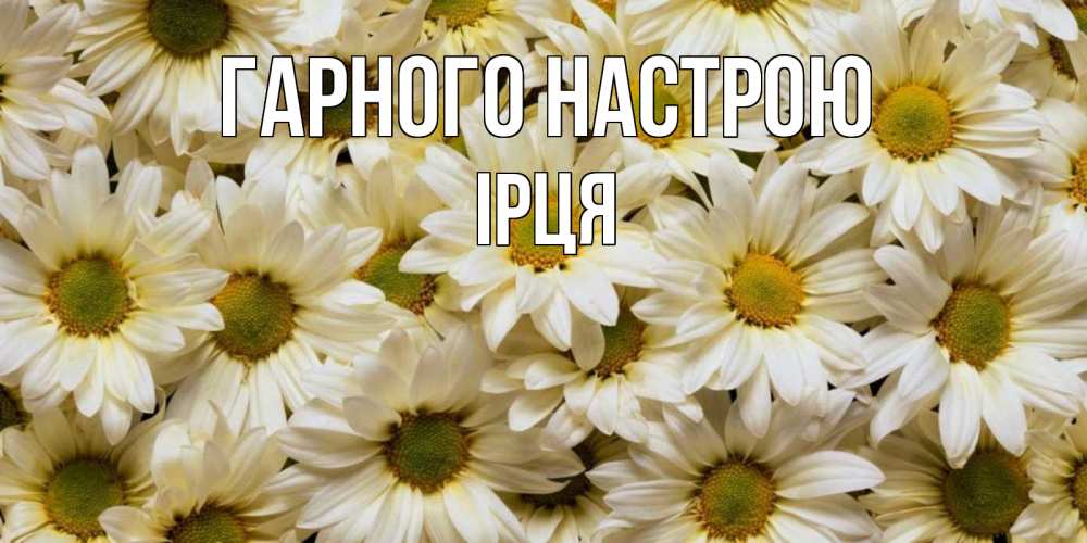 Открытка на каждый день з підписом, Ірця Гарного настрою крупные ромашки Прикольна листівка з побажанням онлайн скачати безкоштовно 