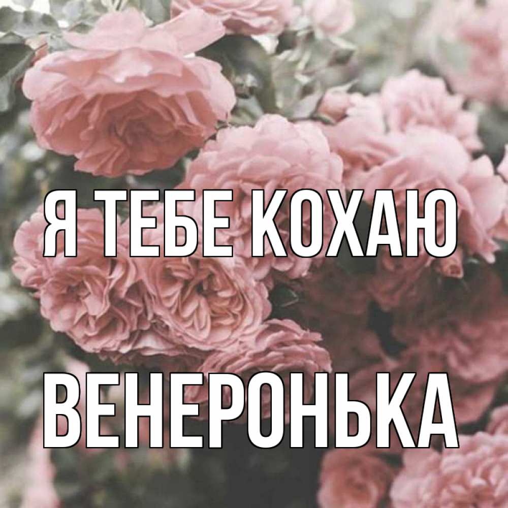 Открытка на каждый день з підписом, Венеронька Я тебе кохаю розы 3 Прикольна листівка з побажанням онлайн скачати безкоштовно 