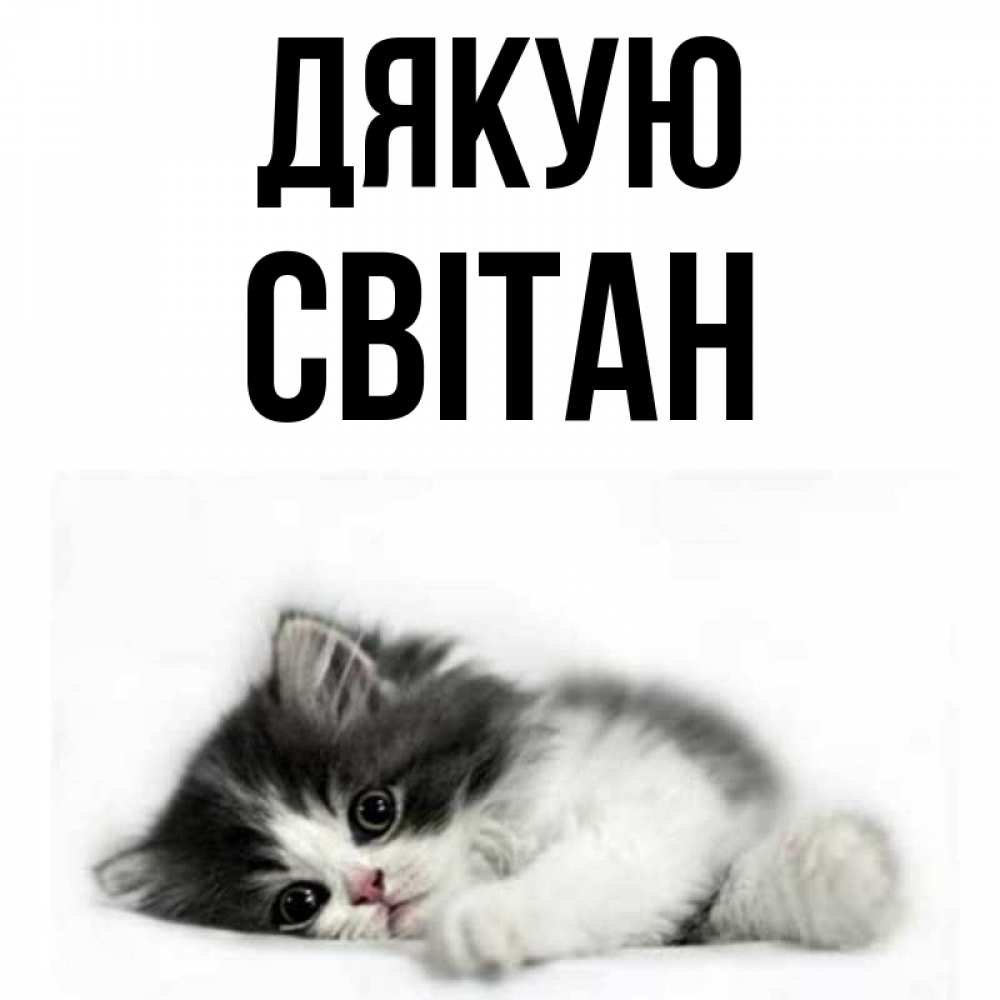 Открытка на каждый день з підписом, Світан Дякую черный и белый кот Прикольна листівка з побажанням онлайн скачати безкоштовно 