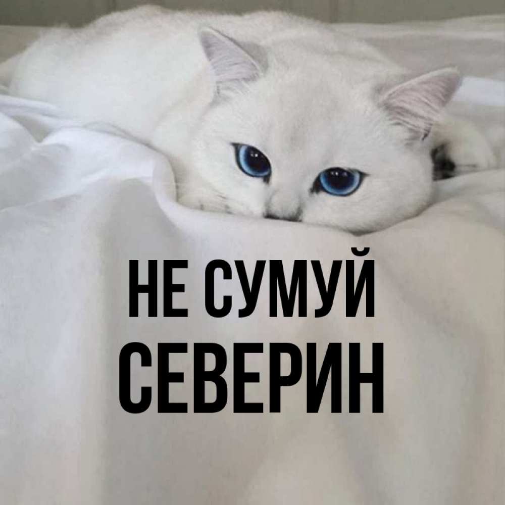 Открытка на каждый день з підписом, Северин Не сумуй Голубоглазая кошка Прикольна листівка з побажанням онлайн скачати безкоштовно 