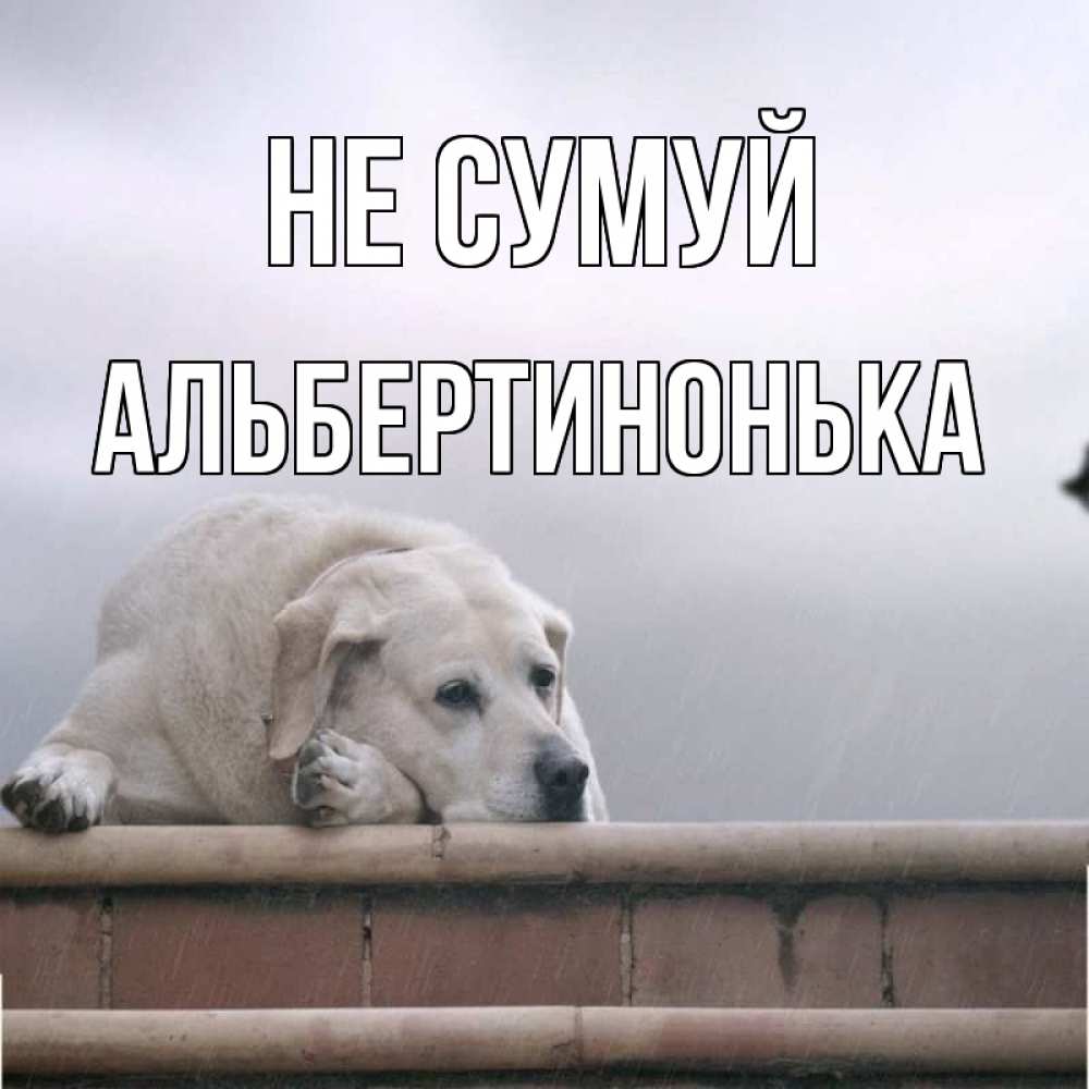 Открытка на каждый день з підписом, Альбертинонька Не сумуй белый пес 1 Прикольна листівка з побажанням онлайн скачати безкоштовно 
