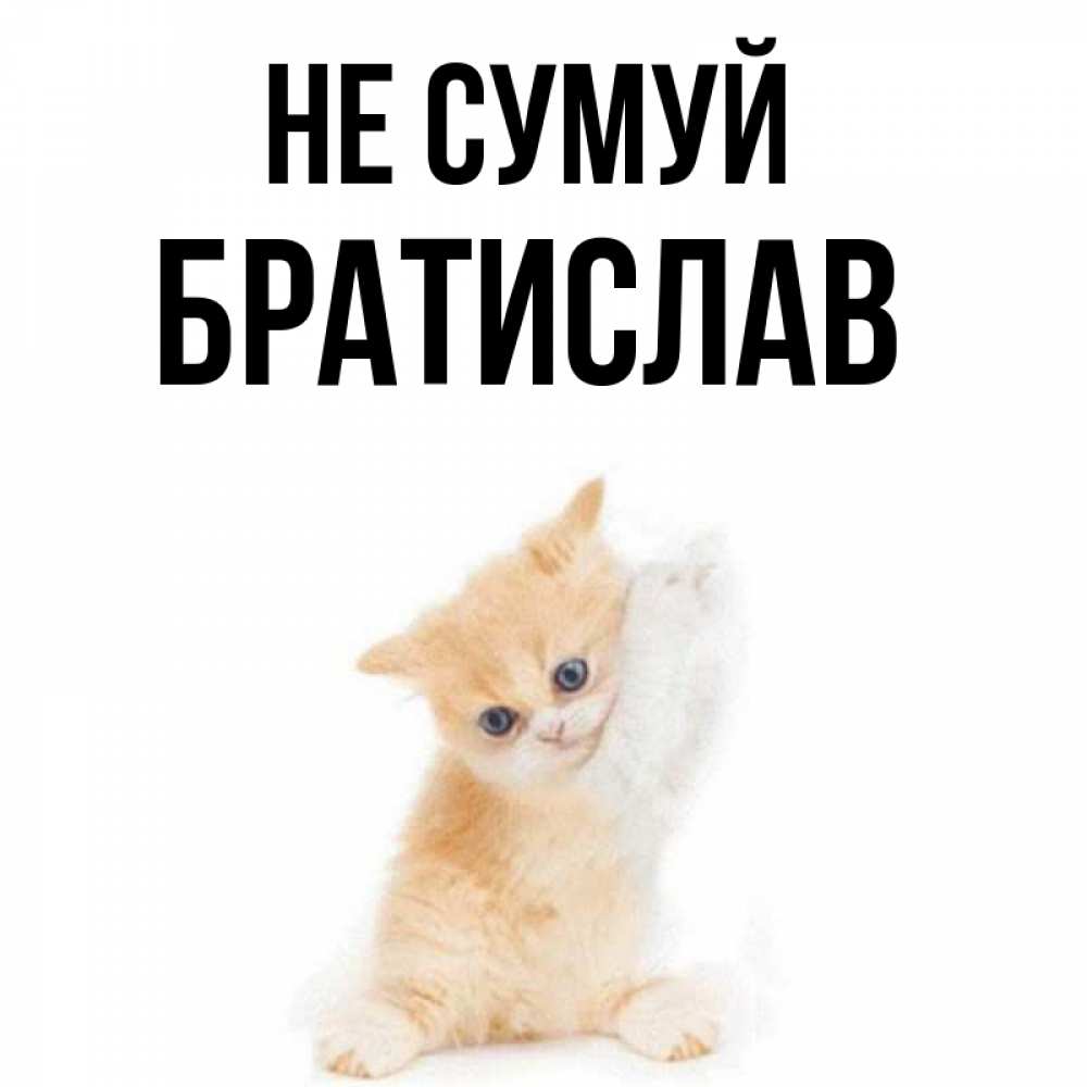 Открытка на каждый день з підписом, Братислав Не сумуй просящий кот Прикольна листівка з побажанням онлайн скачати безкоштовно 