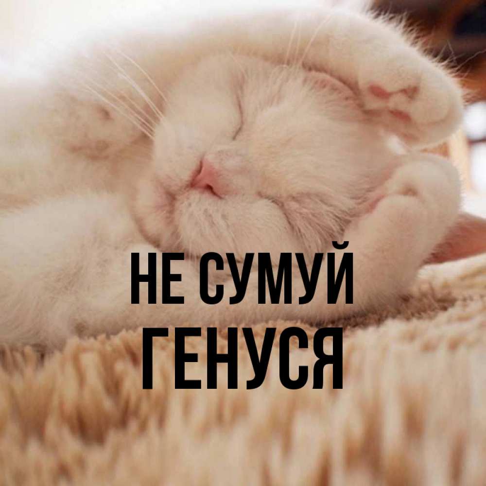 Открытка на каждый день з підписом, Генуся Не сумуй Котенок спит Прикольна листівка з побажанням онлайн скачати безкоштовно 