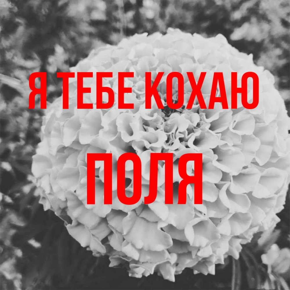 Открытка на каждый день з підписом, Поля Я тебе кохаю подпись Прикольна листівка з побажанням онлайн скачати безкоштовно 
