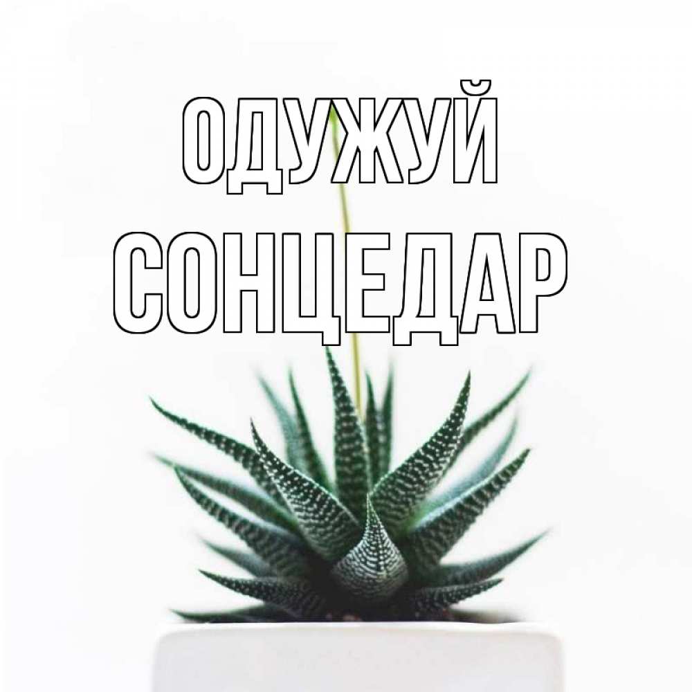 Открытка на каждый день з підписом, Сонцедар Одужуй короче это непонятная колючка Прикольна листівка з побажанням онлайн скачати безкоштовно 
