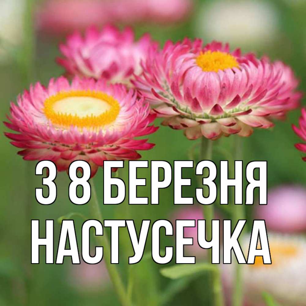 Открытка на каждый день з підписом, Настусечка З 8 БЕРЕЗНЯ подарок на международный женский день Прикольна листівка з побажанням онлайн скачати безкоштовно 