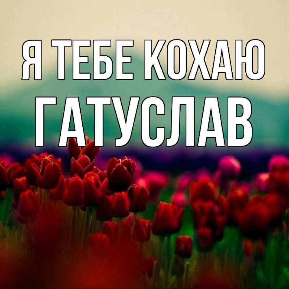 Открытка на каждый день з підписом, Гатуслав Я тебе кохаю тюльпаны 4 Прикольна листівка з побажанням онлайн скачати безкоштовно 