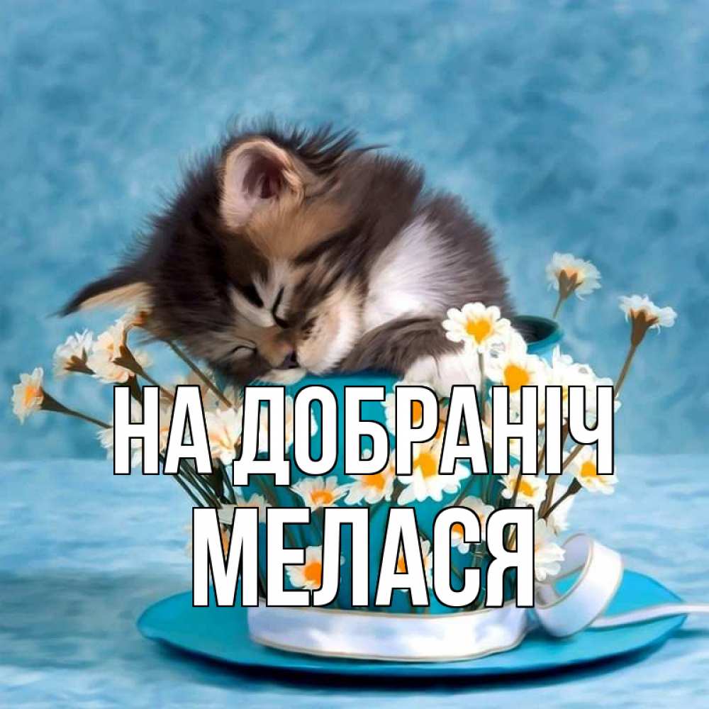Открытка на каждый день з підписом, Мелася На добраніч котенок спит в кружке с блюдцем Прикольна листівка з побажанням онлайн скачати безкоштовно 