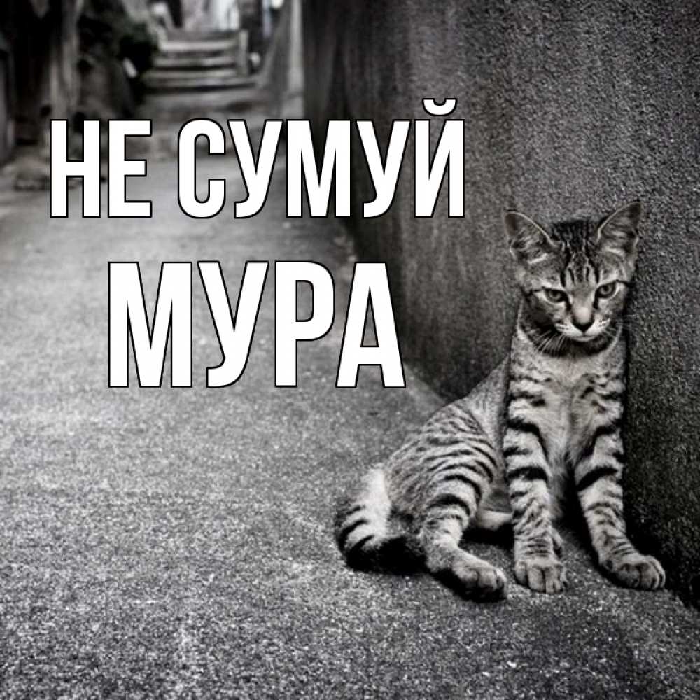 Открытка на каждый день з підписом, Мура Не сумуй скучающий котик Прикольна листівка з побажанням онлайн скачати безкоштовно 