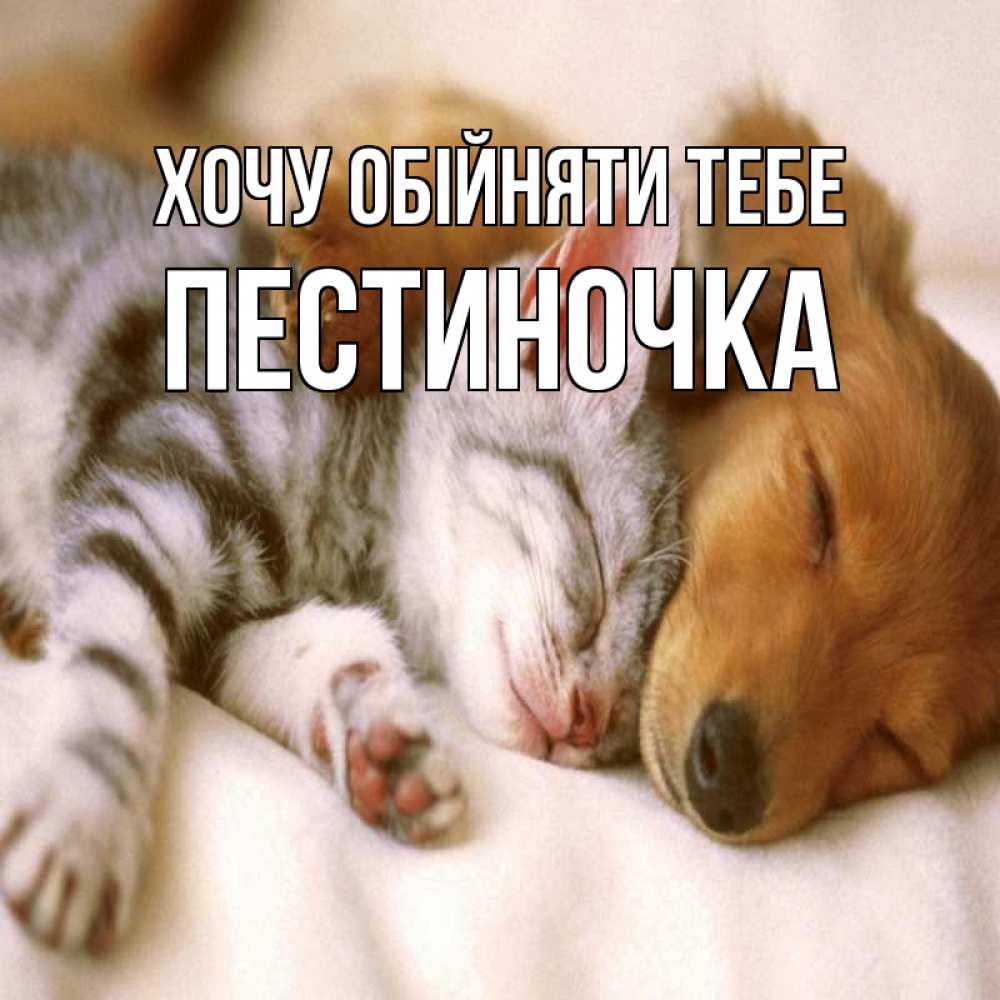 Открытка на каждый день з підписом, Пестиночка Хочу обійняти тебе пес и котенок Прикольна листівка з побажанням онлайн скачати безкоштовно 