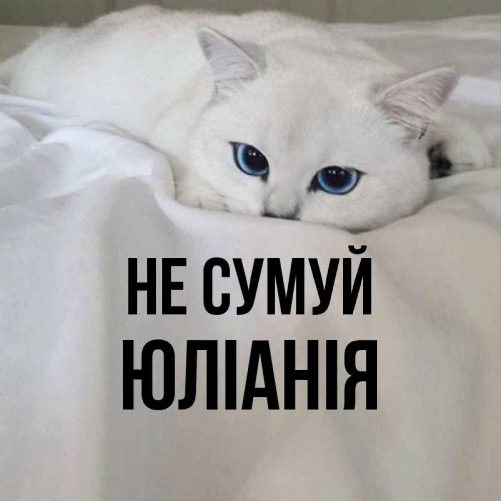 Открытка на каждый день з підписом, Юліанія Не сумуй Голубоглазая кошка Прикольна листівка з побажанням онлайн скачати безкоштовно 