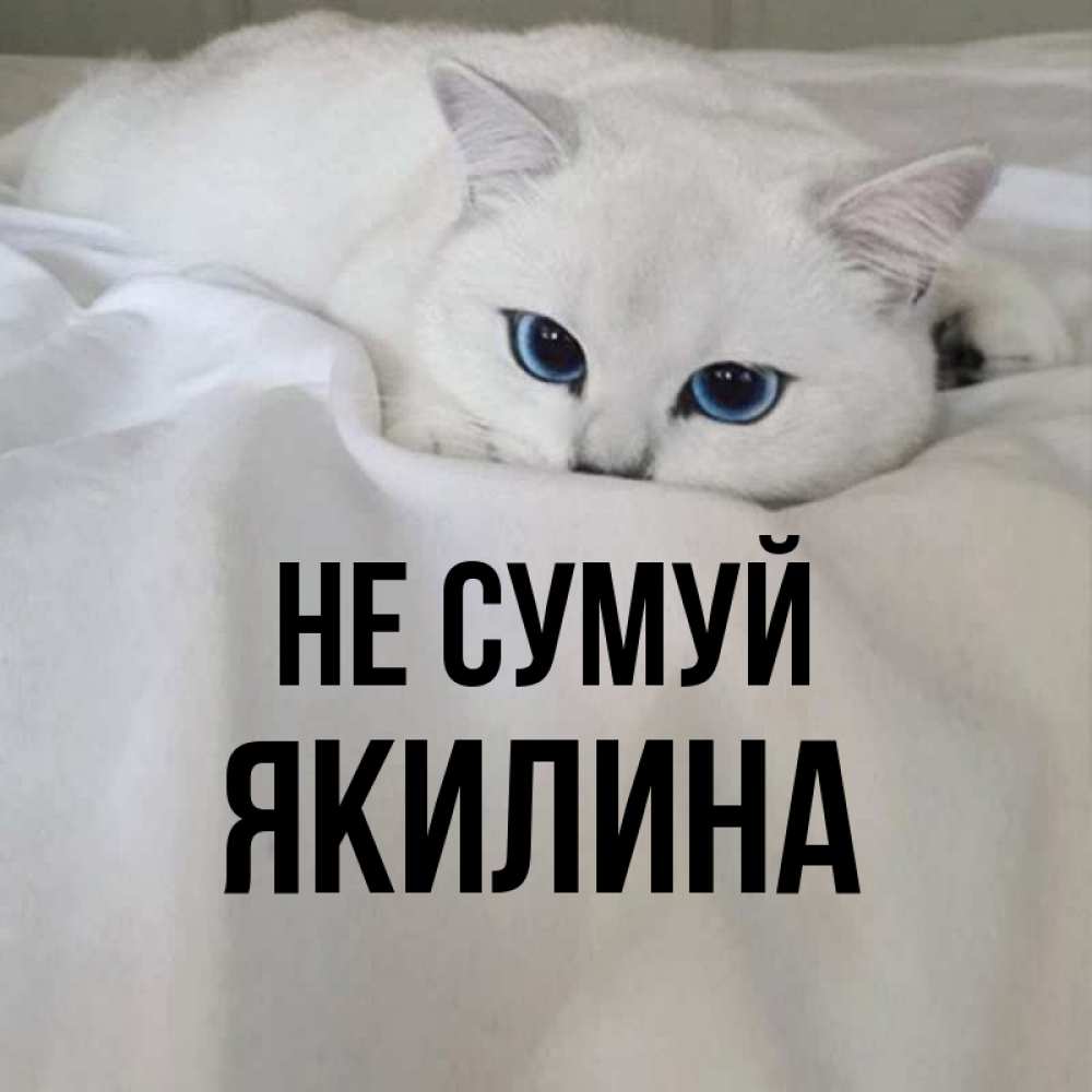 Открытка на каждый день з підписом, Якилина Не сумуй Голубоглазая кошка Прикольна листівка з побажанням онлайн скачати безкоштовно 
