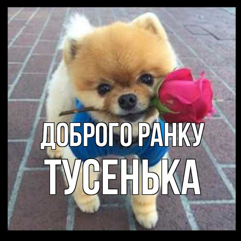 Открытка на каждый день з підписом, Тусенька Доброго ранку роза в зубах Прикольна листівка з побажанням онлайн скачати безкоштовно 