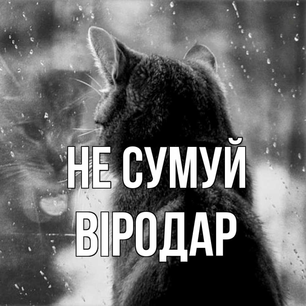Открытка на каждый день з підписом, Віродар Не сумуй отражение кота 1 Прикольна листівка з побажанням онлайн скачати безкоштовно 