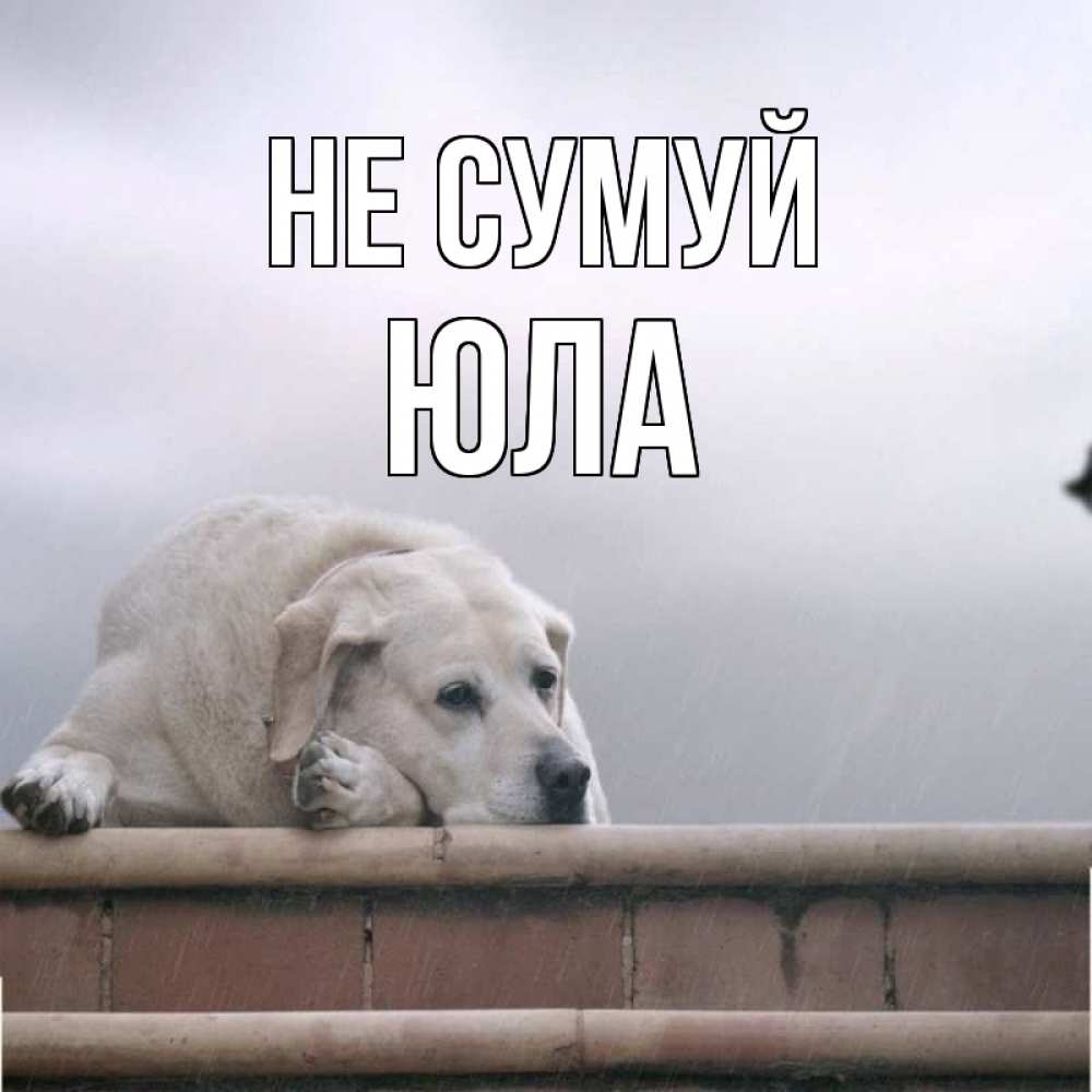 Открытка на каждый день з підписом, Юла Не сумуй белый пес 1 Прикольна листівка з побажанням онлайн скачати безкоштовно 