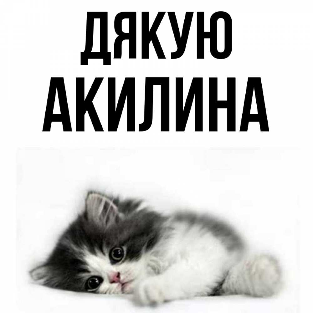 Открытка на каждый день з підписом, Акилина Дякую черный и белый кот Прикольна листівка з побажанням онлайн скачати безкоштовно 
