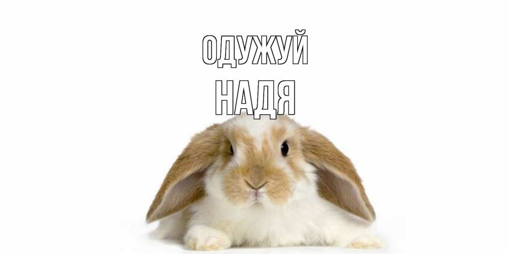 Открытка на каждый день з підписом, Надя Одужуй вислоухий кролик белого и коричневого цвета Прикольна листівка з побажанням онлайн скачати безкоштовно 