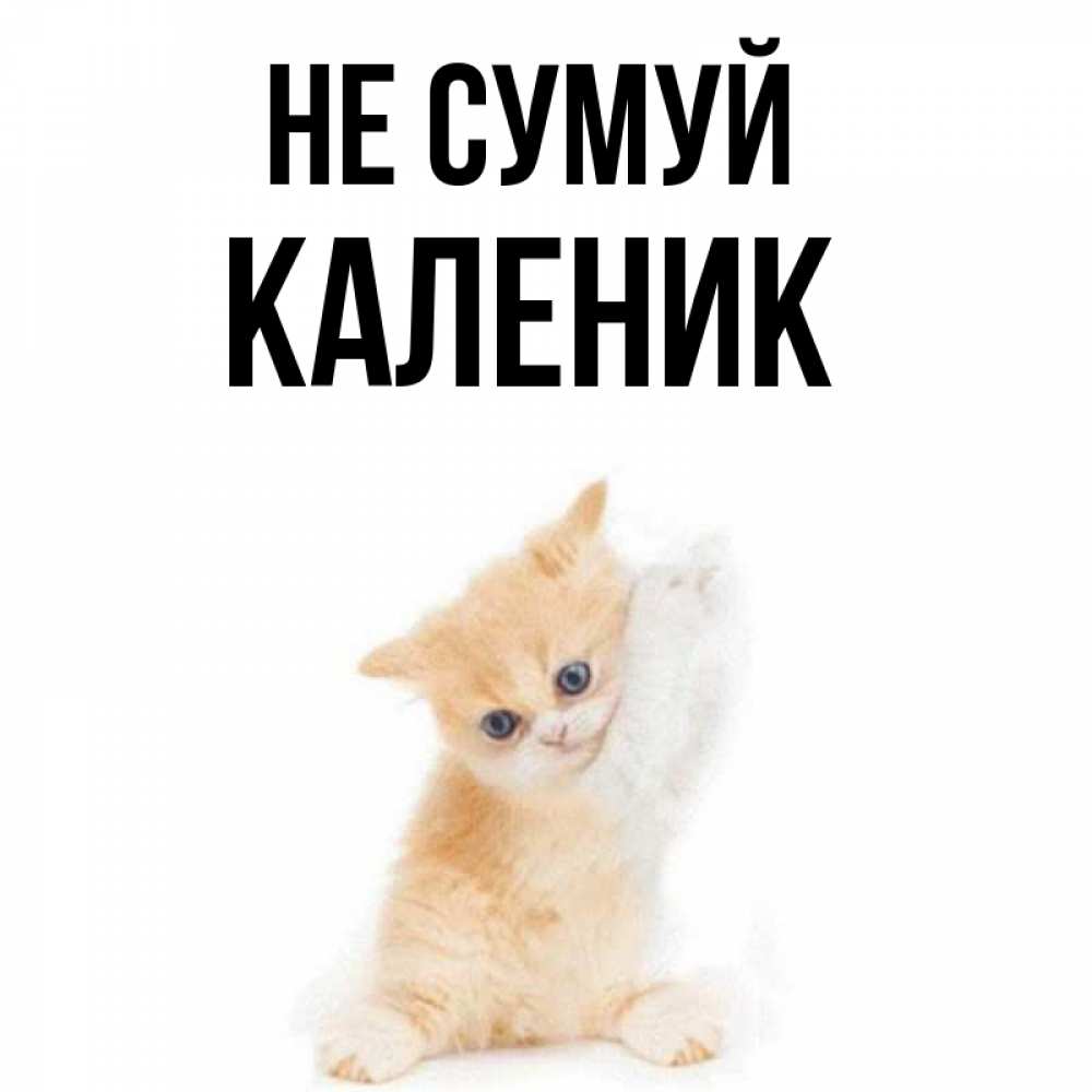 Открытка на каждый день з підписом, Каленик Не сумуй просящий кот Прикольна листівка з побажанням онлайн скачати безкоштовно 