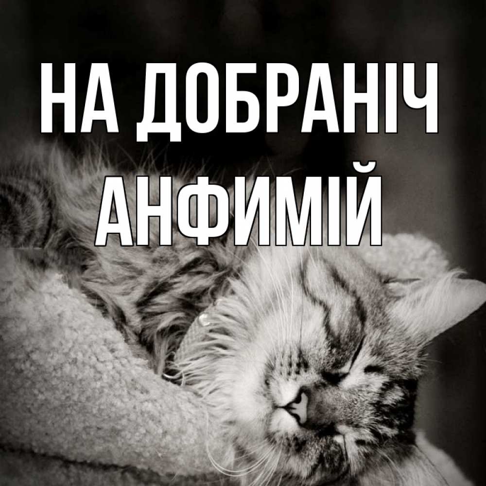 Открытка на каждый день з підписом, Анфимій На добраніч котярик пушистый Прикольна листівка з побажанням онлайн скачати безкоштовно 