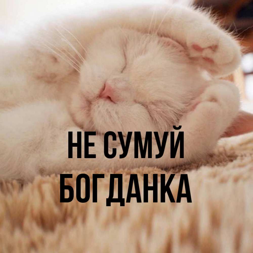 Открытка на каждый день з підписом, Богданка Не сумуй Котенок спит Прикольна листівка з побажанням онлайн скачати безкоштовно 