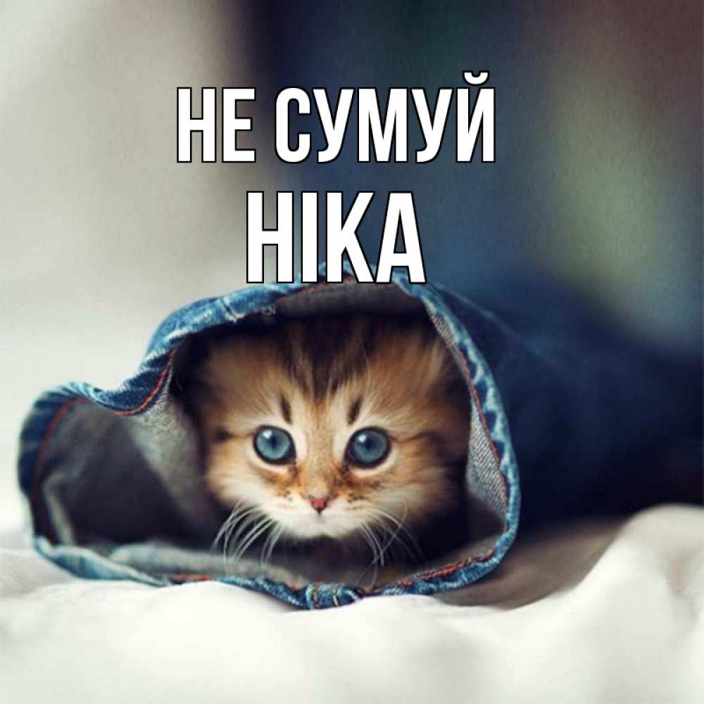 Открытка на каждый день з підписом, Ніка Не сумуй рыжик котик Прикольна листівка з побажанням онлайн скачати безкоштовно 