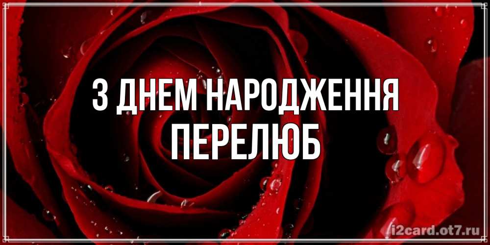 Открытка на каждый день з підписом, Перелюб З Днем народження крупная бордовая роза Прикольна листівка з побажанням онлайн скачати безкоштовно 