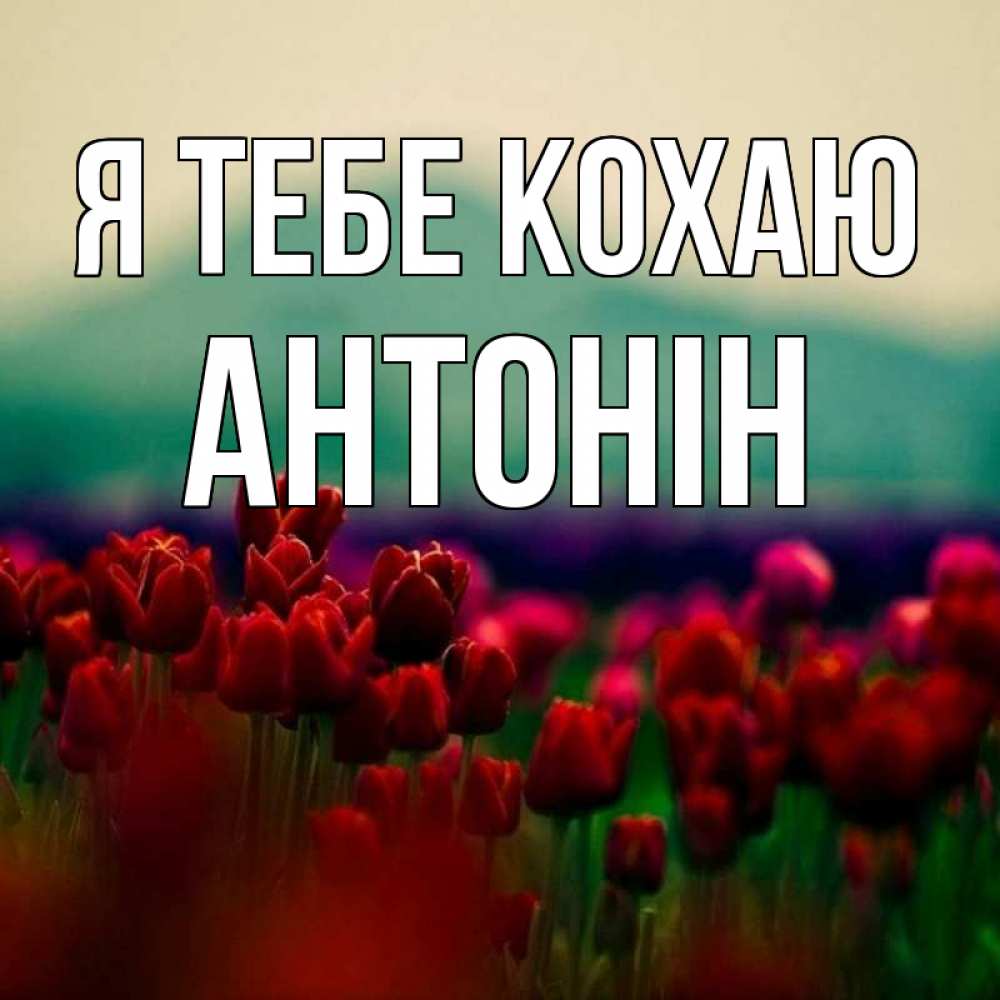 Открытка на каждый день з підписом, Антонін Я тебе кохаю тюльпаны 4 Прикольна листівка з побажанням онлайн скачати безкоштовно 
