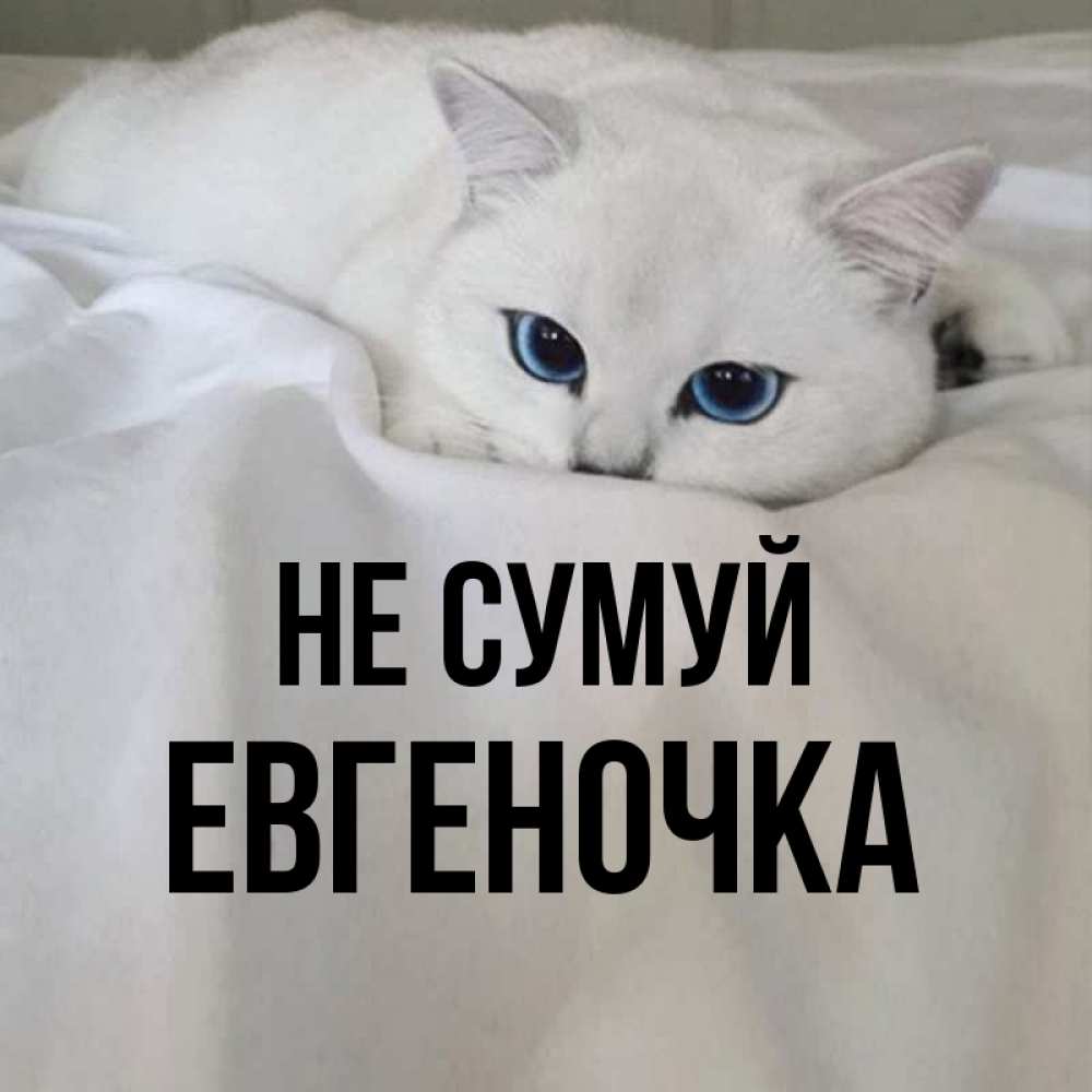 Открытка на каждый день з підписом, Евгеночка Не сумуй Голубоглазая кошка Прикольна листівка з побажанням онлайн скачати безкоштовно 
