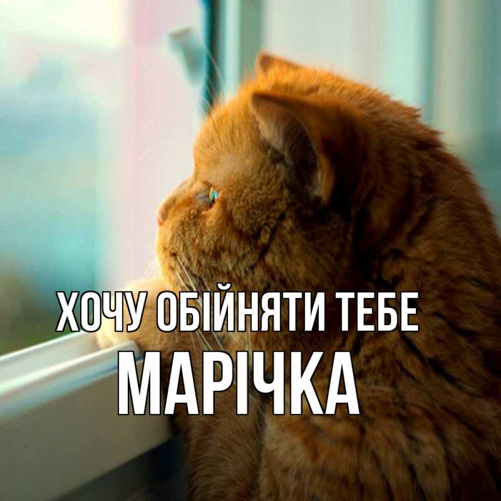 Открытка на каждый день з підписом, Марічка Хочу обійняти тебе большой огромный рыжий котяра Прикольна листівка з побажанням онлайн скачати безкоштовно 