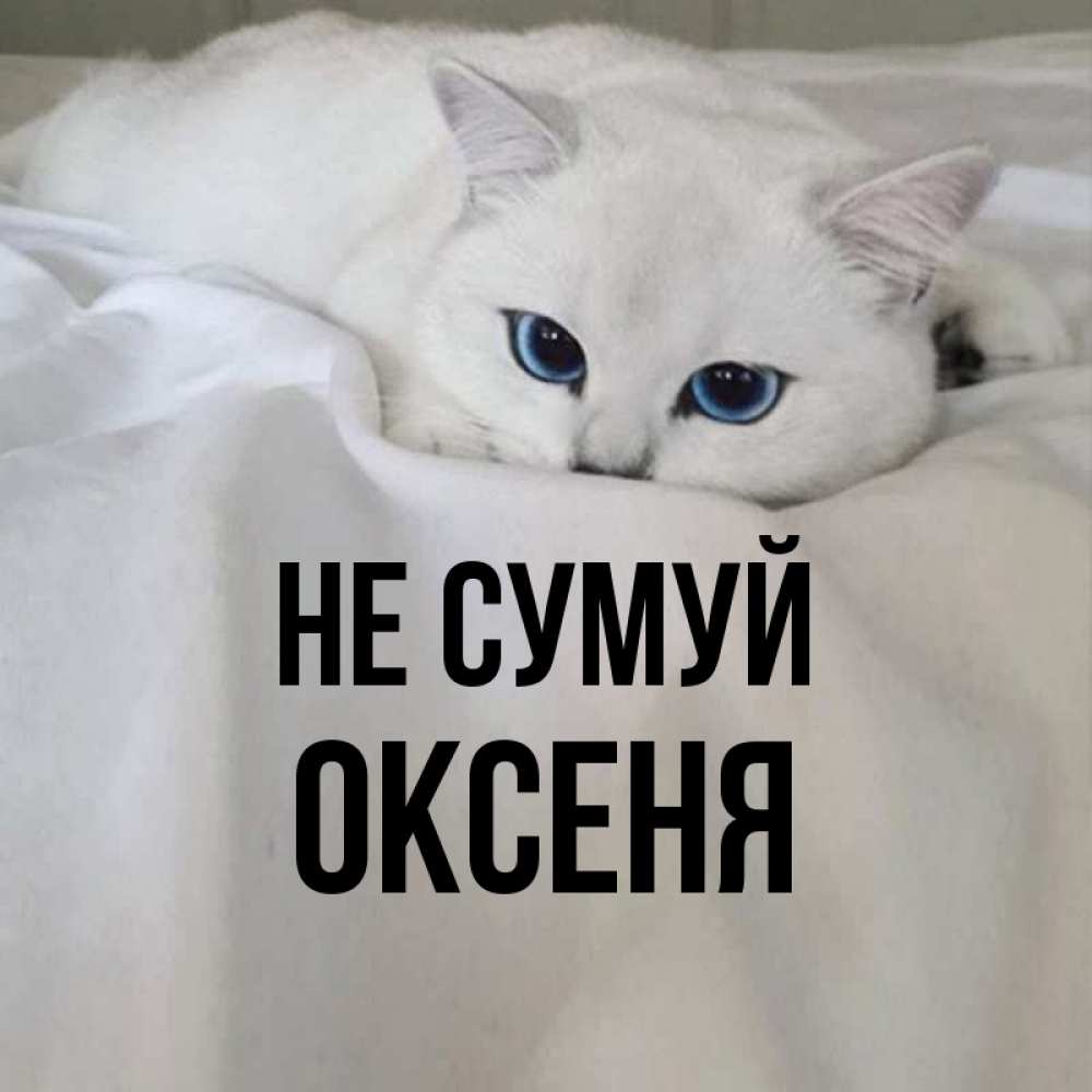 Открытка на каждый день з підписом, Оксеня Не сумуй Голубоглазая кошка Прикольна листівка з побажанням онлайн скачати безкоштовно 